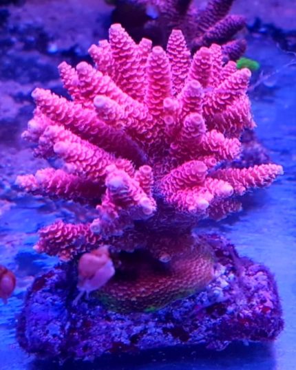 Acropora millepora Pink – efektowny koral SPS o intensywnym różowym wybarwieniu