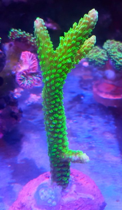 Acropora sp – prestiżowy koral SPS do akwariów rafowych