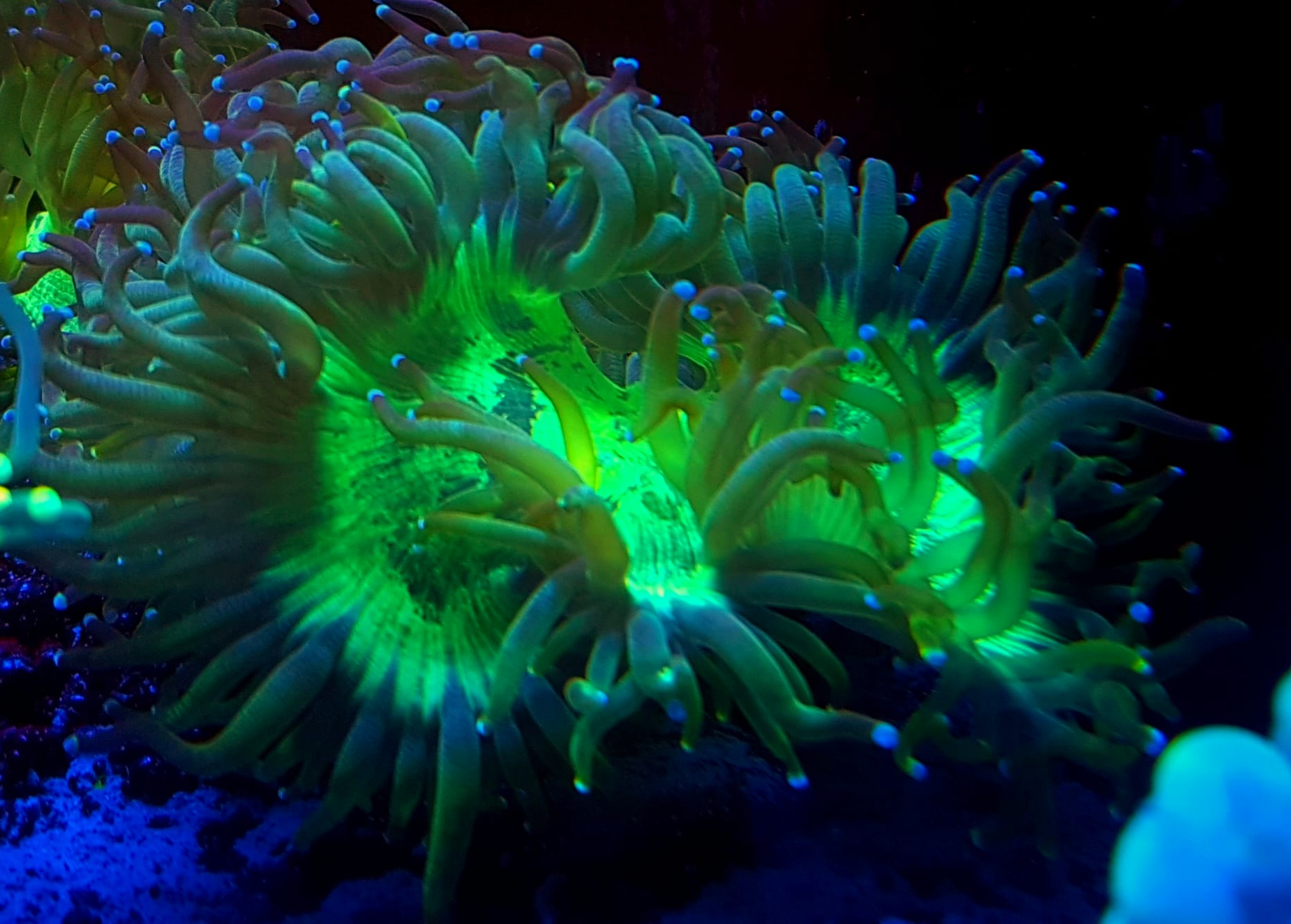 Catalophyllia Gold Catalophyllia Gold – luksusowy koral LPS o złotym wybarwieniu