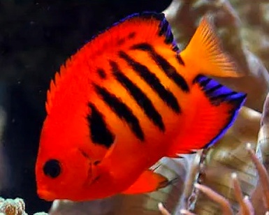 Centropyge loricula – efektowna ryba morska do akwarium rafowego