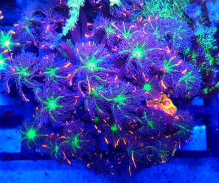 Clavularia papaya Tricolor – efektowny koralowiec miękki o trójkolorowym wybarwieniu