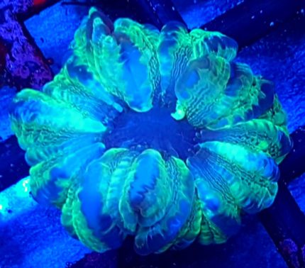 Cynarina Green – elegancki koral LPS o intensywnym zielonym wybarwieniu