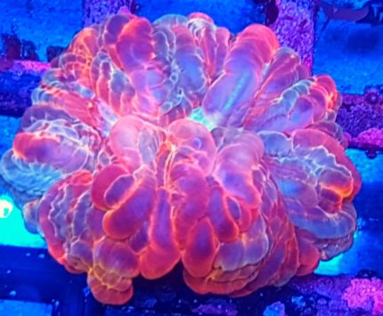 Cynarina Multicolor – efektowny koral LPS o intensywnych barwach