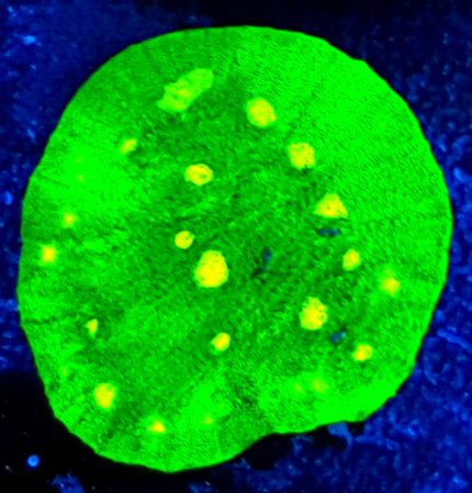 Echinophyllia Chalice Space Invader – kolekcjonerski koral LPS