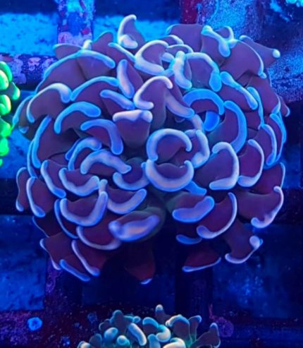 Euphyllia Ancora – klasyczny koral LPS o eleganckiej formie