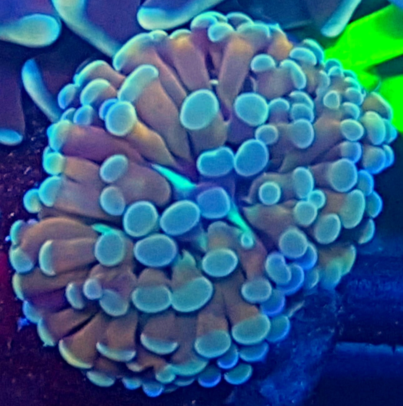 Euphyllia Baliensis Gold Euphyllia baliensis Gold – luksusowy koral LPS