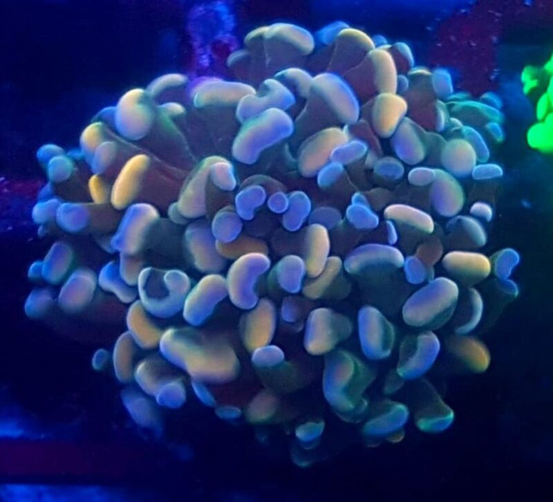 Euphyllia Paraancora tricolor Euphyllia Paraancora Tricolor – efektowny koral LPS o trójkolorowym wybarwieniu