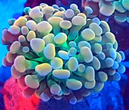 Euphyllia baliensis – ekskluzywny koral LPS