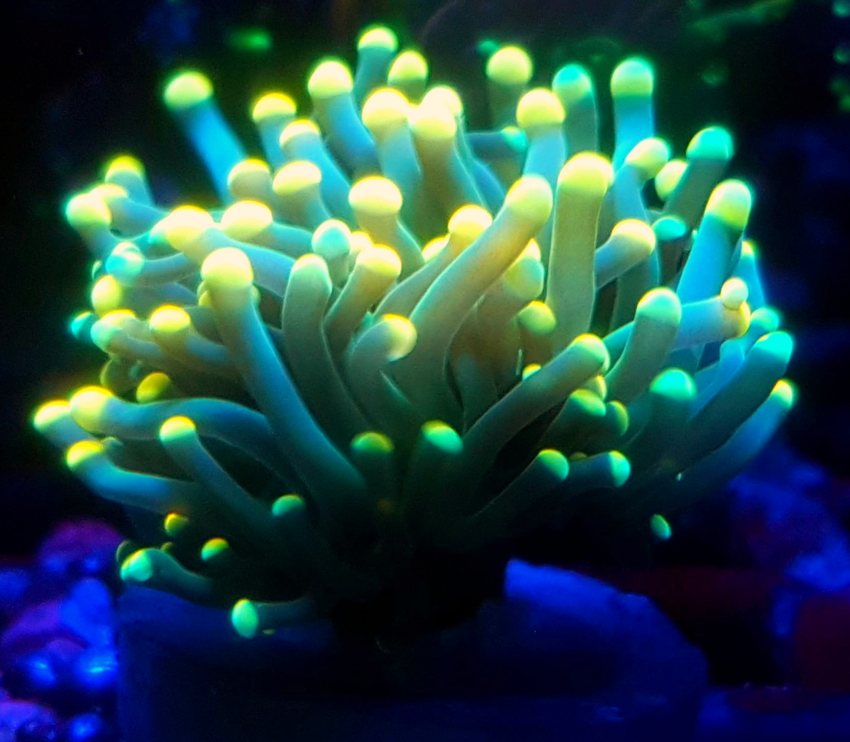 Euphyllia glabrescens yellow tip Euphyllia glabrescens Yellow Tip – klasyczny koral LPS z żółtymi końcówkami