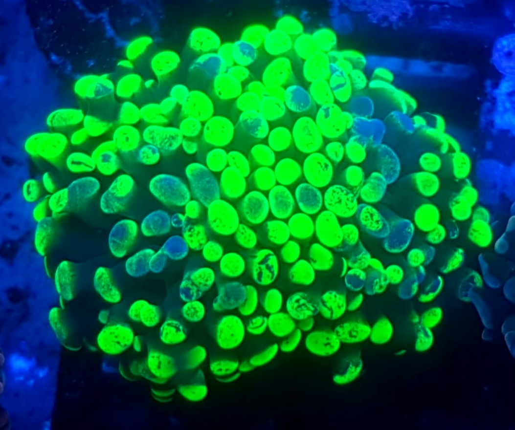 Euphyllia paraancora Euphyllia Paraancora – klasyczny koral LPS o kotwicowatych zakończeniach polipów