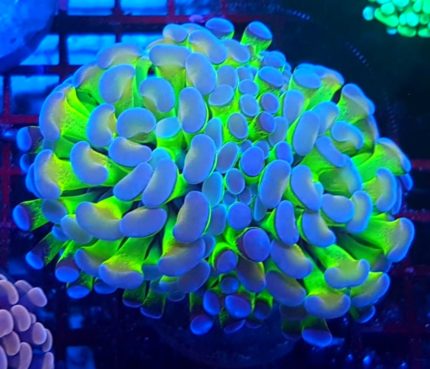 Euphyllia Paraancora Hologram – kolekcjonerski koral LPS o spektakularnym wybarwieniu