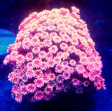 Goniopora Pink – prestiżowy koral LPS o różowym wybarwieniu