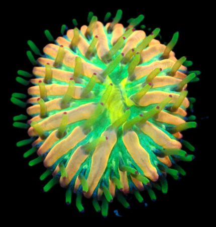 Heliofungia Rainbow – spektakularny koral LPS o intensywnych barwach