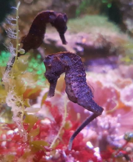 Hippocampus reidi – elegancki konik morski klasy premium