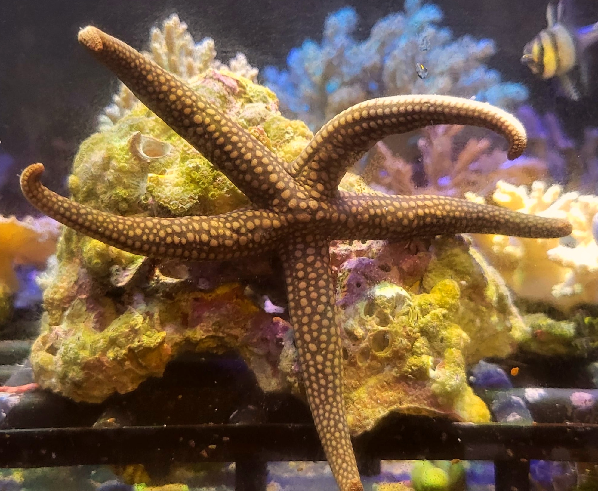 Linckia Green - Star Fish Linckia Green – dekoracyjna rozgwiazda morska do akwarium rafowego