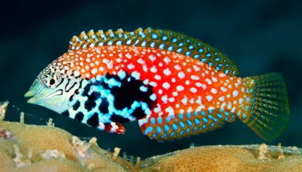 Macropharyngodon ornatus – elegancka ryba rafowa o kolekcjonerskim wyglądzie