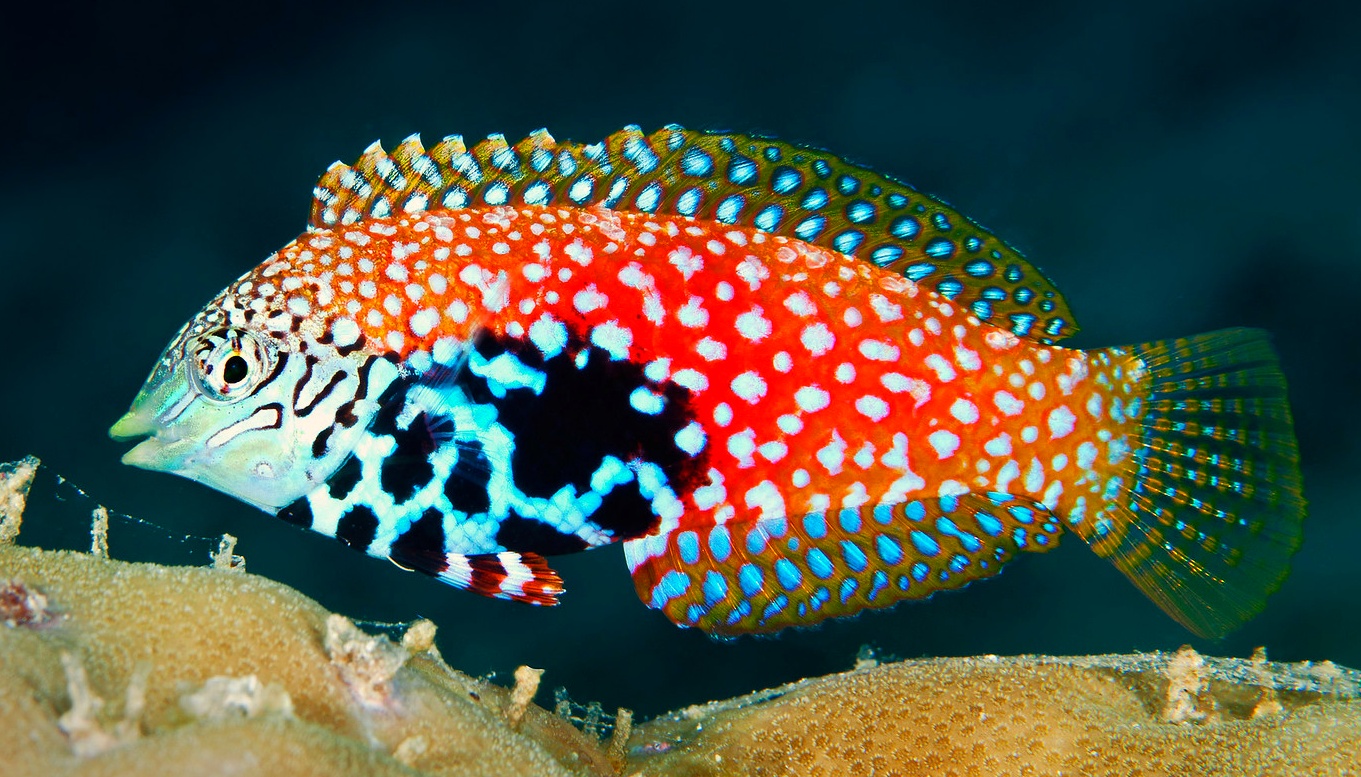 Macropharyngodon ornatus Macropharyngodon ornatus – elegancka ryba rafowa o kolekcjonerskim wyglądzie