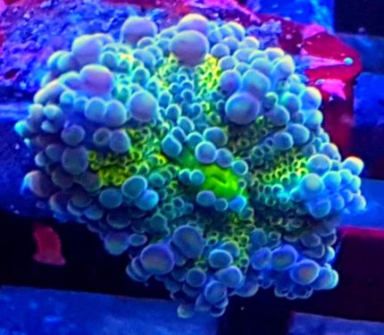 Ricordea florida – dekoracyjny koralowiec miękki do akwarium rafowego