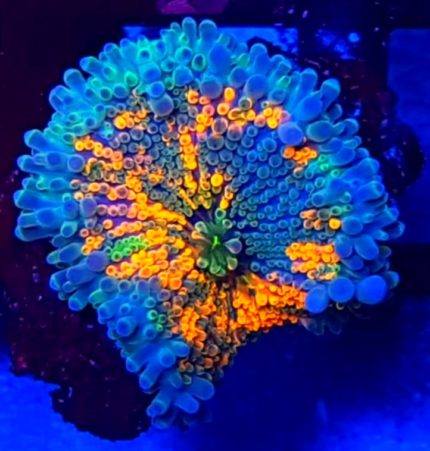 Ricordea florida Ultra Premium – kolekcjonerski koral miękki o intensywnych barwach