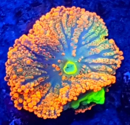 Ricordea yuma – egzotyczny koralowiec miękki o intensywnej fluorescencji