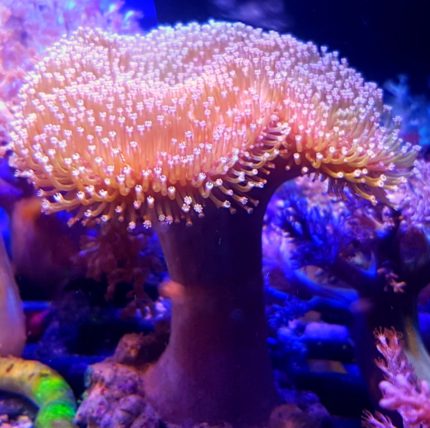 Sarcophyton Gold – luksusowy koral miękki