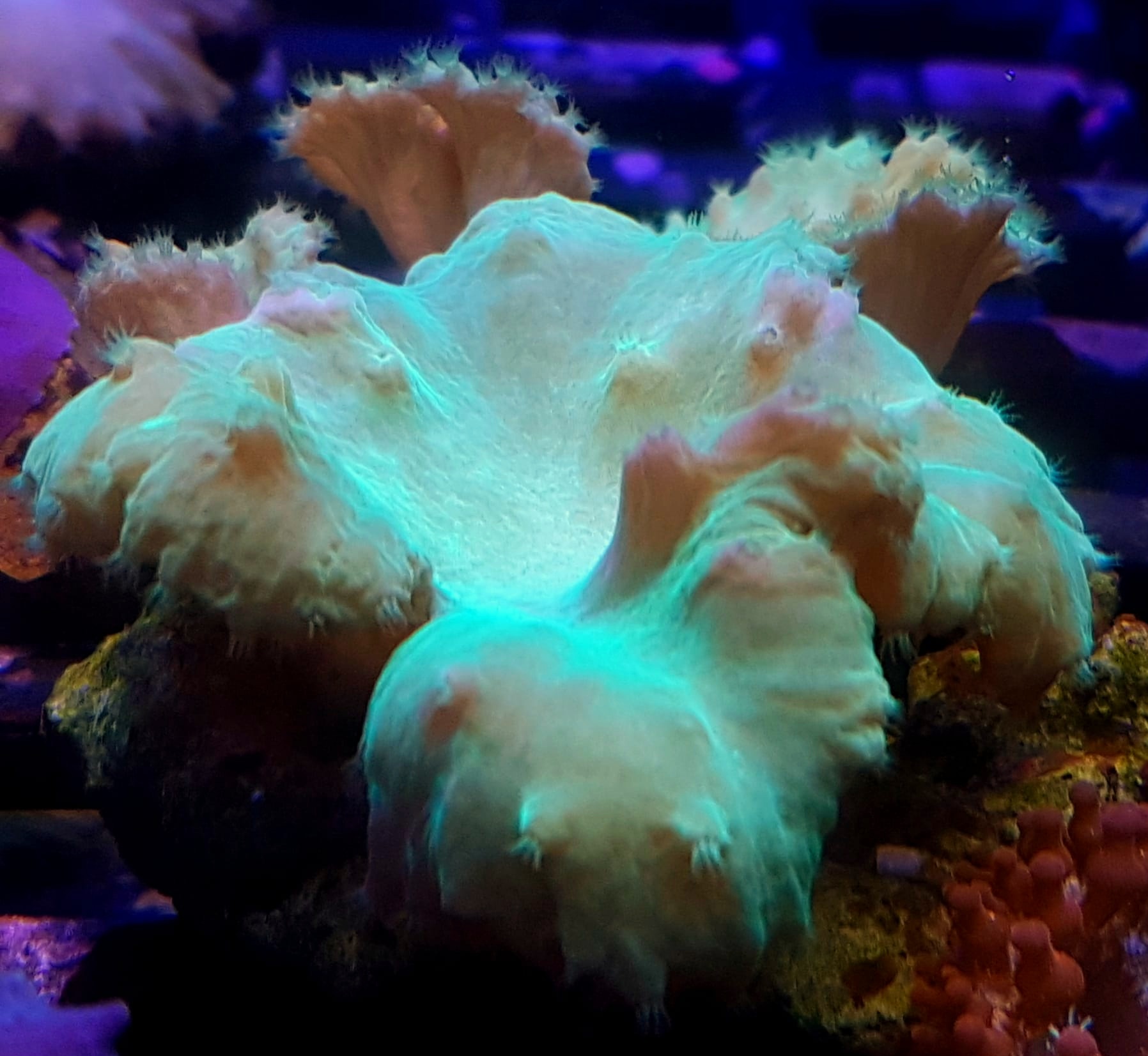 Sinularia dura green Sinularia dura Green – elegancki zielony koral miękki