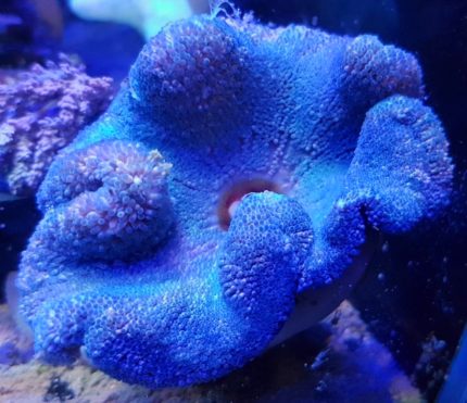 Stichodactyla haddoni Blue – Coloured Carpet efektowna ukwiał dywanowy premium