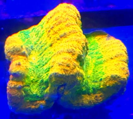 Symphyllia – efektowny koral LPS klasy premium