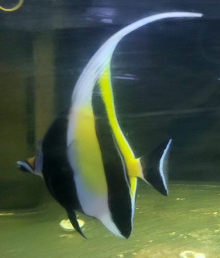 Zanclus cornutus – ikona akwarium morskiego o wyjątkowej sylwetce