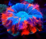 Acanthophyllia deshayesiana Australia – ekskluzywna perła rafy