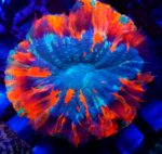 Acanthophyllia deshayesiana Australia – ekskluzywna perła rafy