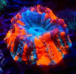 Acanthophyllia deshayesiana Australia – ekskluzywna perła rafy