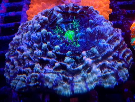 Cynarina Pink – efektowny koral LPS do akwarium morskiego