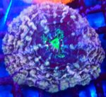 Cynarina Pink – efektowny koral LPS do akwarium morskiego