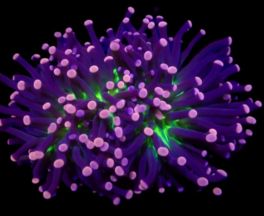 Euphyllia glabrescens Joker Euphyllia Glabrescens Joker – premium koral LPS do akwarium morskiego