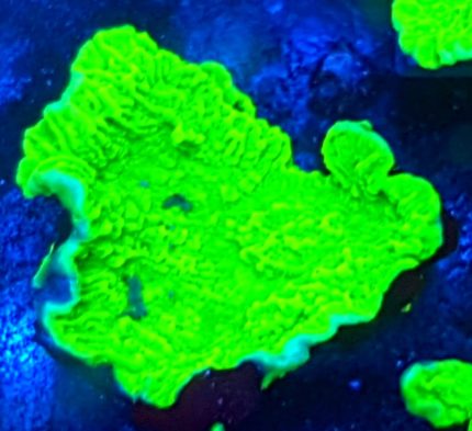 Montipora Ultra Green – intensywnie zielony koral SPS do akwarium rafowego