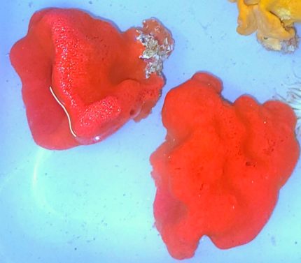 Red Ball Sponge Psuadaxinella lunaecharta – ekskluzywny gąbkowiec do akwarium morskiego