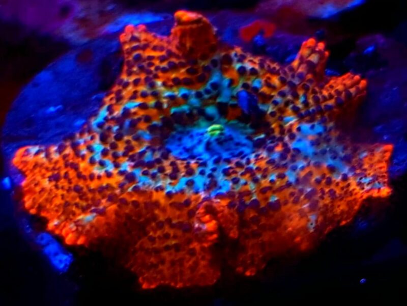 Rhodactis orange-blue Rhodactis Orange/Blue – kolorowy koral miękki do akwarium morskiego