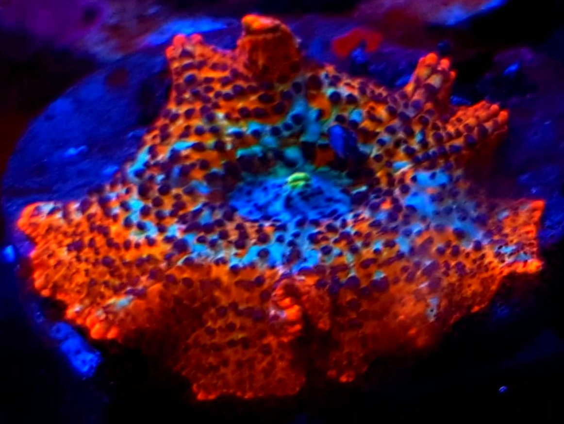 Rhodactis orange-blue Rhodactis Orange/Blue – kolorowy koral miękki do akwarium morskiego