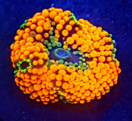 Ricordea florida Orange – neonowa pomarańcza rafy