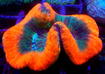Trachyphyllia geoffroyi – premium LPS do akwarium morskiego