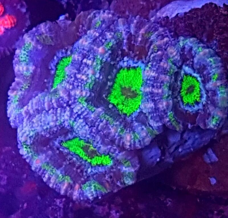 acanthastrea lordhowensis Australia 1 Acanthastrea Lordhowensis Australia – premium koral LPS do akwarium morskiego