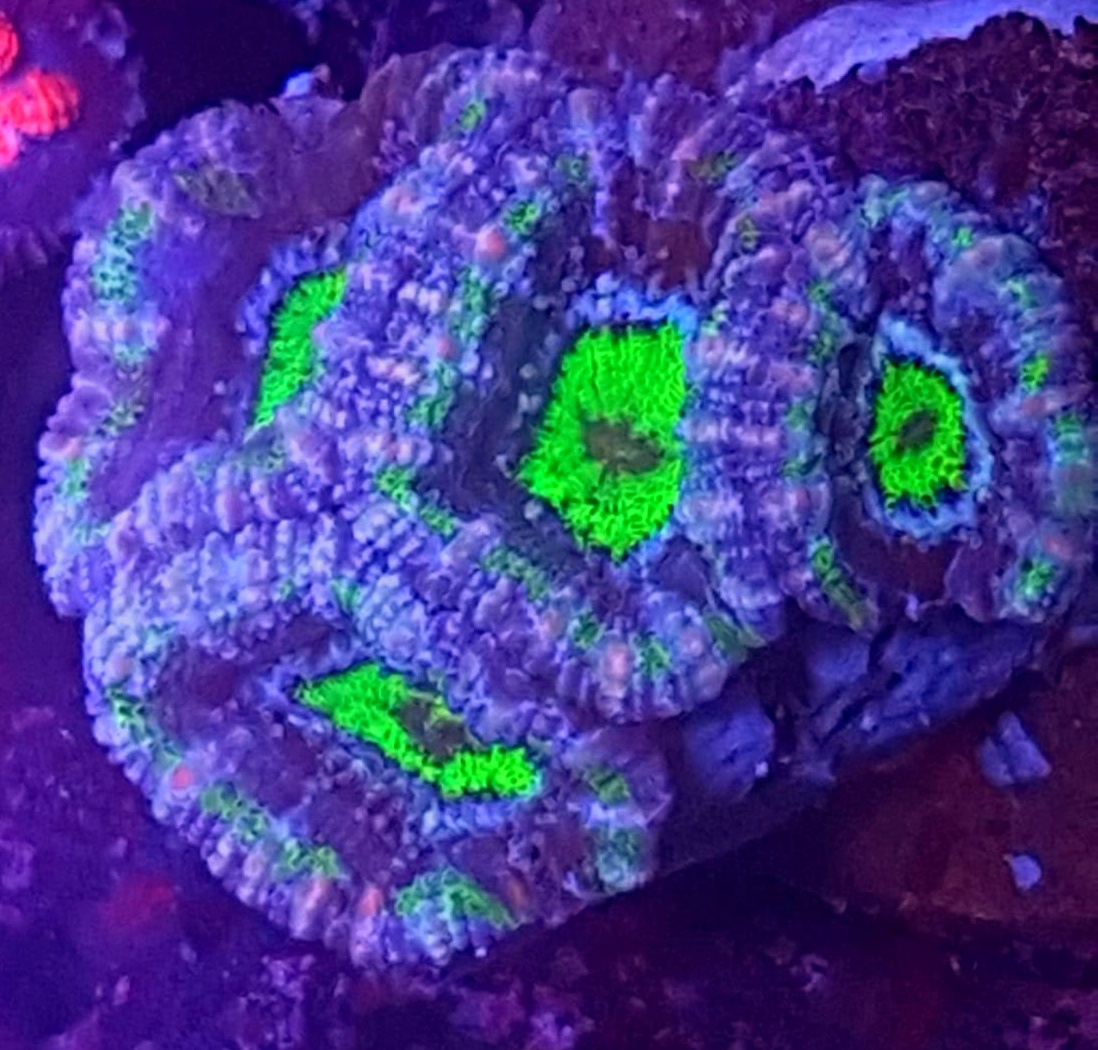 acanthastrea lordhowensis Australia 1 Acanthastrea Lordhowensis Australia – premium koral LPS do akwarium morskiego