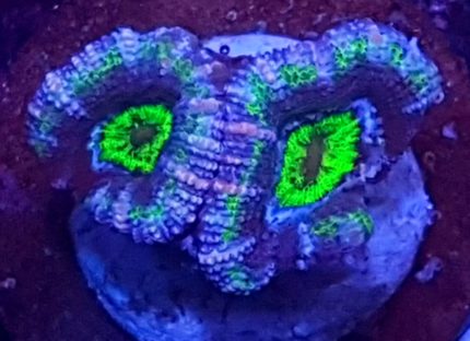 Acanthastrea Lordhowensis Australia – premium koral LPS do akwarium morskiego