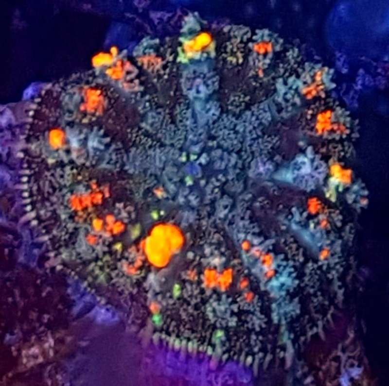 discosoma bounce mushroom Discosoma Bounce Mushroom – efektowny koral miękki do akwarium morskiego