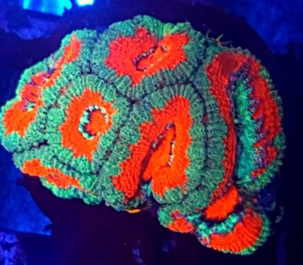 Acanthastrea Red/Blue Australia – kontrastowy koral LPS do akwarium morskiego