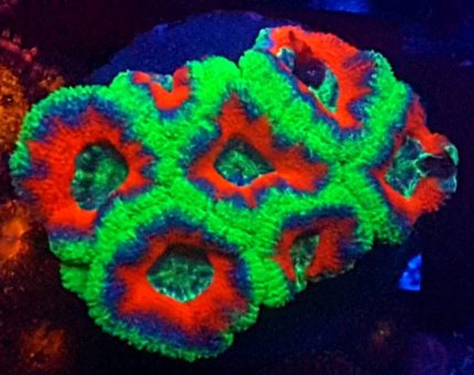 Acanthastrea Ultra Premium Australia – kolekcjonerski koral LPS do akwarium morskiego