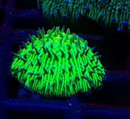 Fungia Green Super Fluo – spektakularny koralowiec LPS o neonowej fluorescencji