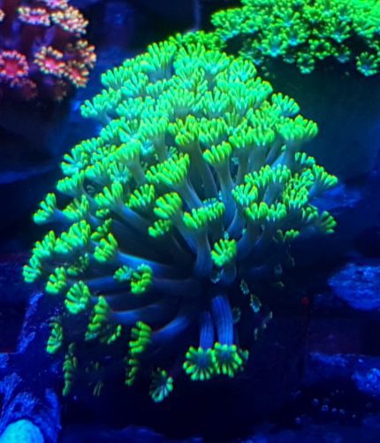 Goniopora Green – elegancki koralowiec LPS z hipnotyzującym ruchem polipów