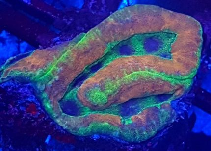 Lobophyllia – efektowny koral LPS do akwarium morskiego